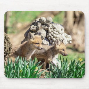 Fox Kits i Hudson Valley Musmatta