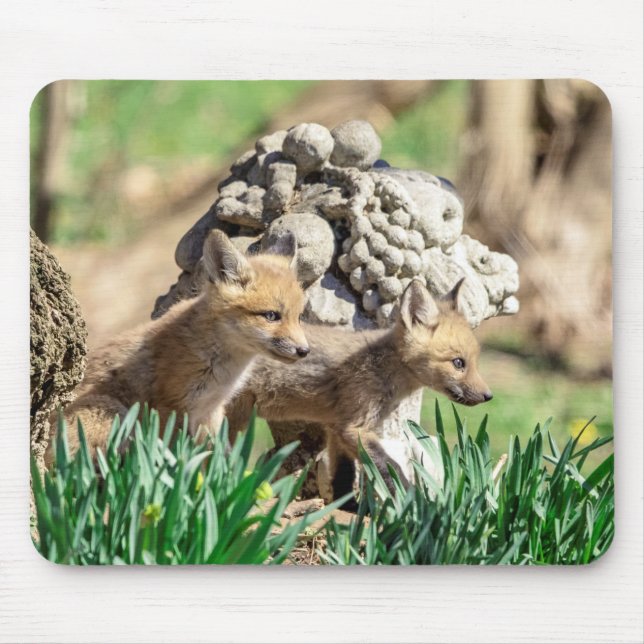 Fox Kits i Hudson Valley Musmatta (Framsidan)