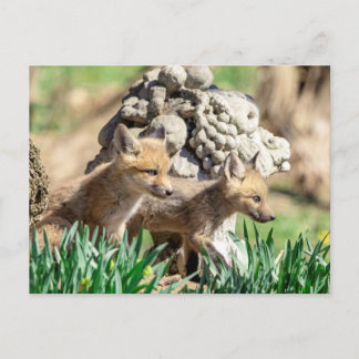 Fox Kits i Hudson Valley Vykort