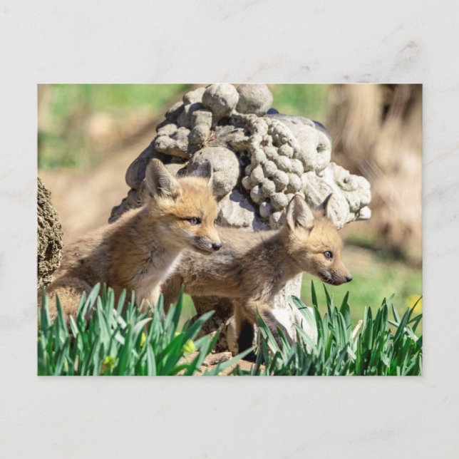 Fox Kits i Hudson Valley Vykort (Framsida)