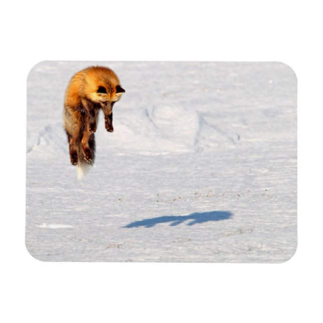 Fox Leap | Yukon, Kanada Magnet (Horisontell)