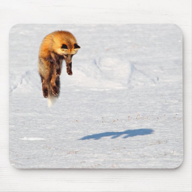 Fox Leap | Yukon, Kanada Musmatta (Framsidan)