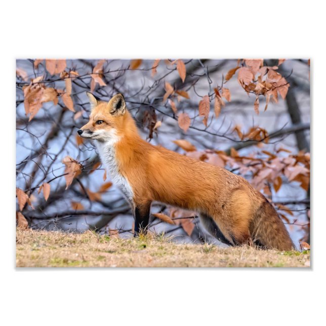 Fox, Löv och fogfotsutvidgning Fototryck (Framsidan)