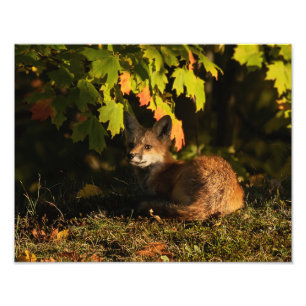 Fox Löv och Shadows Photo Print Fototryck