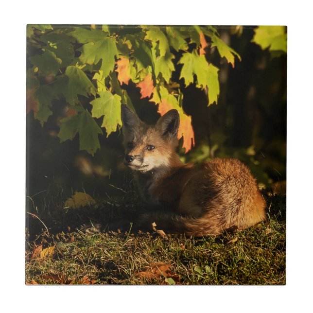 Fox-Löv och skuggor Kakelplatta (Framsidan)