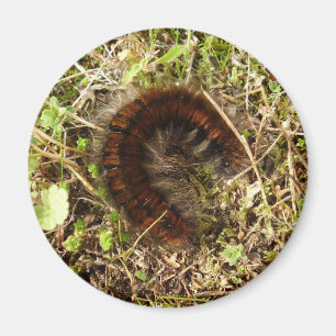Fox Moth CaterPelare Magnet