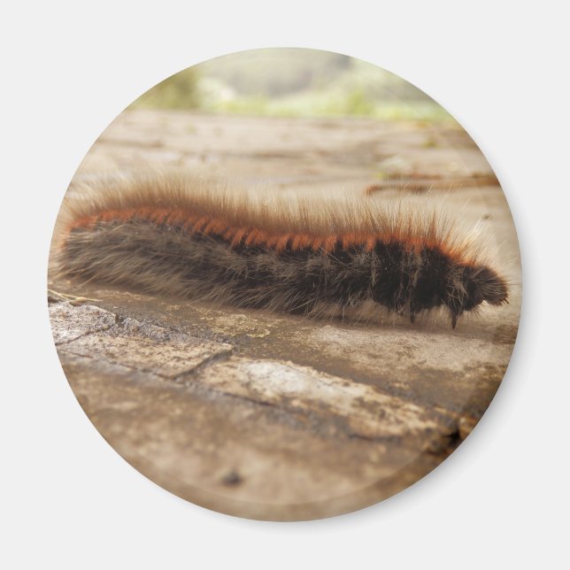 Fox Moth CaterPelare Magnet (Framsidan)