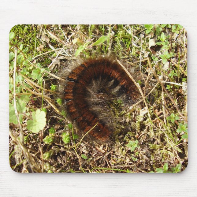 Fox Moth CaterPelars Musmatta (Framsidan)