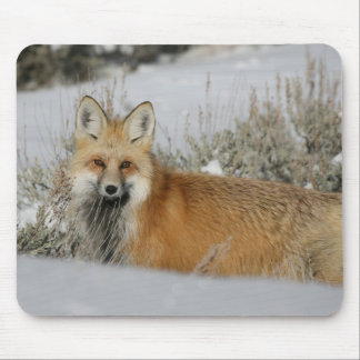 Fox Musmatta