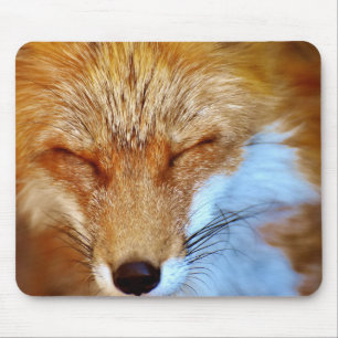 Fox Musmatta