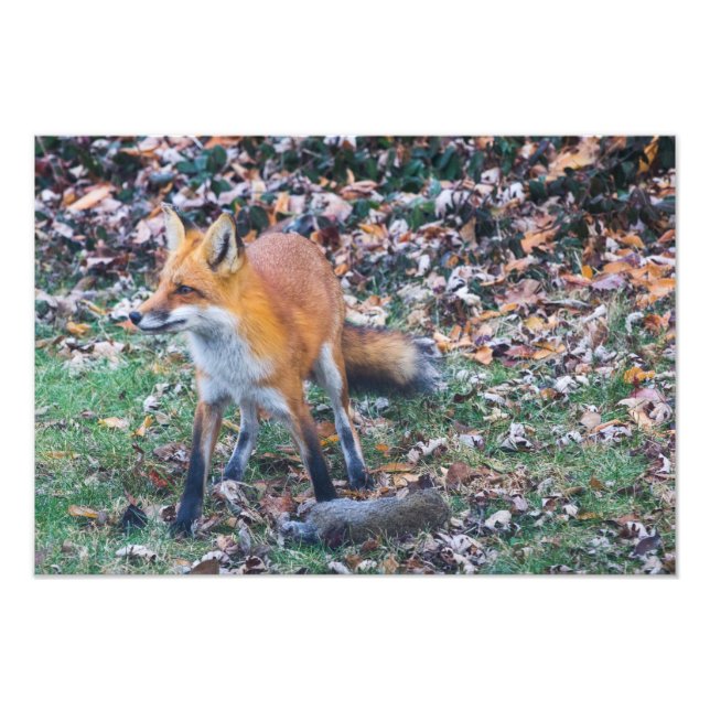 Fox och dess döda fototryck (Framsidan)