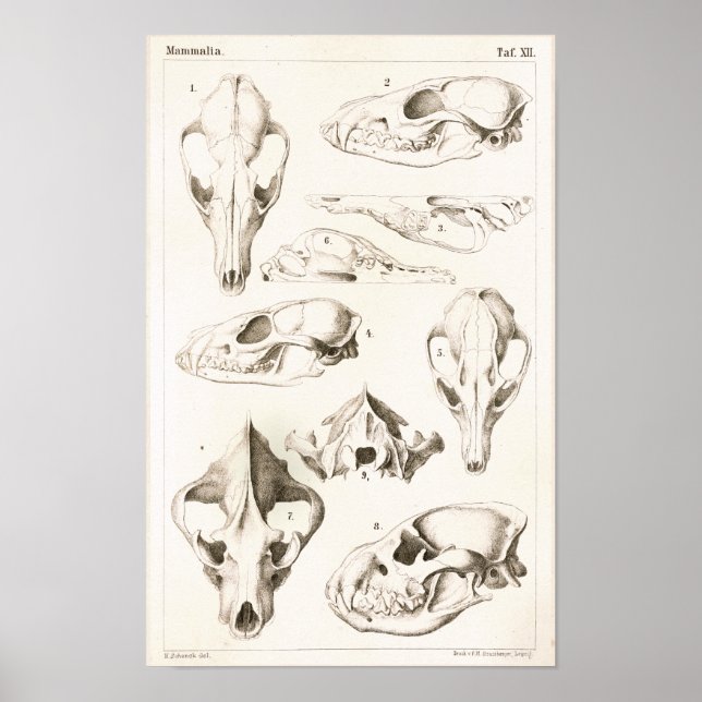 Fox och Hyena Döskallars Veterinary Anatomy Print Poster (Framsidan)