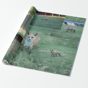 Fox och land med ladugård, rödräv presentpapper