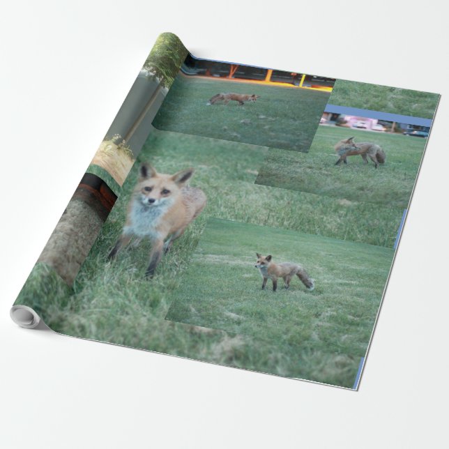 Fox och land med ladugård, rödräv presentpapper (Utrullad)