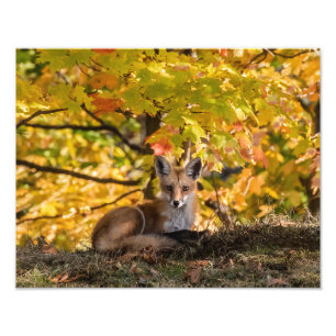 Fox och lövning fototryck