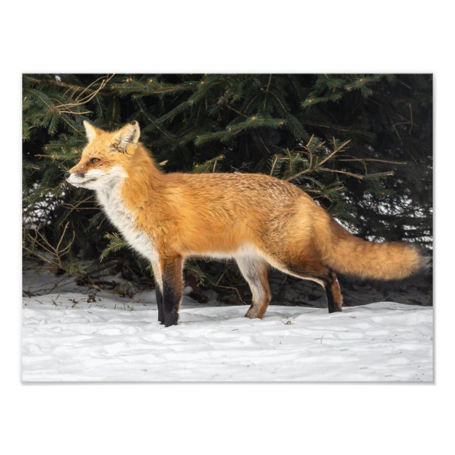 Fox och Snö Fototryck (Framsidan)