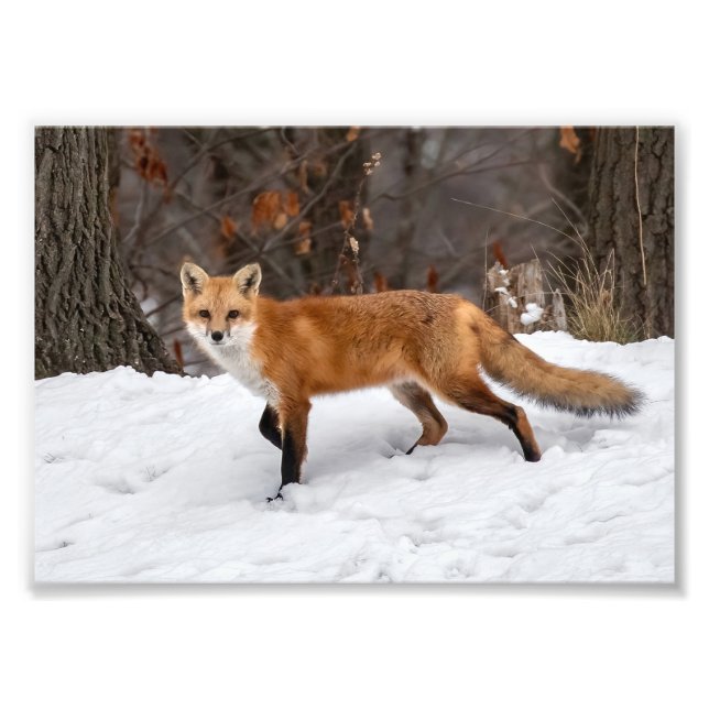 Fox på fotoutskrift i Snö Fototryck (Framsidan)