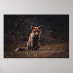FOX PÅ GRASS FÄLT POSTER