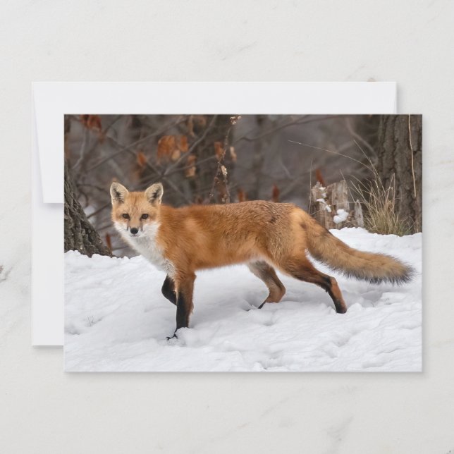 Fox på Snö-julkortet Kort (Framsida)