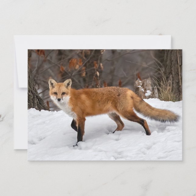 Fox på Snö Kort (Framsida)