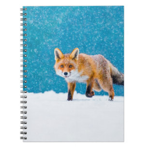 Fox på vintern. Röda rävar, vulpes vulpes, sniffar Anteckningsbok