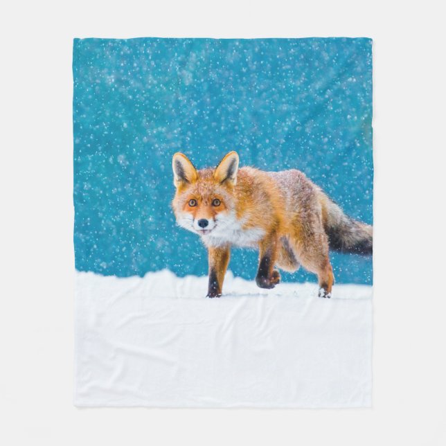 Fox på vintern. Röda rävar, vulpes vulpes, sniffar Fleecefilt (Framsidan)