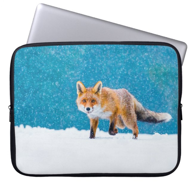 Fox på vintern. Röda rävar, vulpes vulpes, sniffar Laptop Fodral (Framsidan)