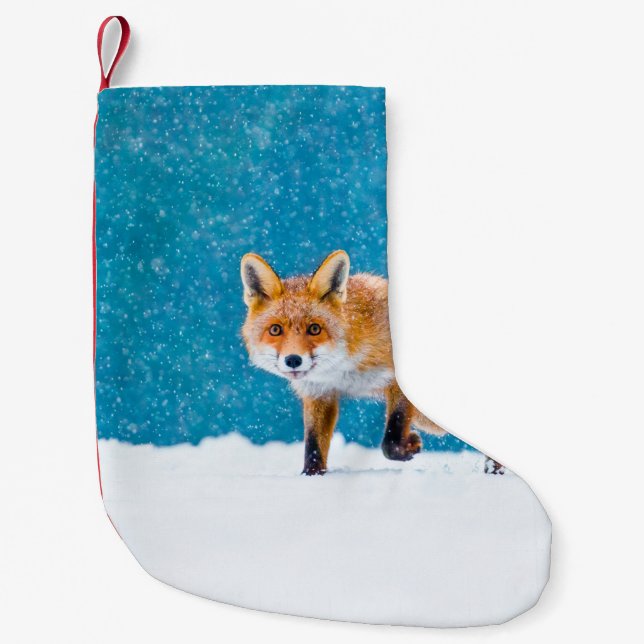 Fox på vintern. Röda rävar, vulpes vulpes, sniffar Liten Julstrumpa (Framsidan)