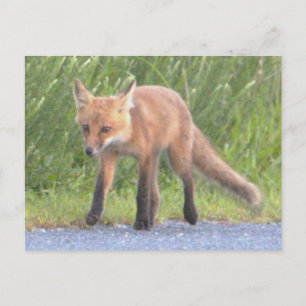 Fox Photo Postcard Helg Vykort