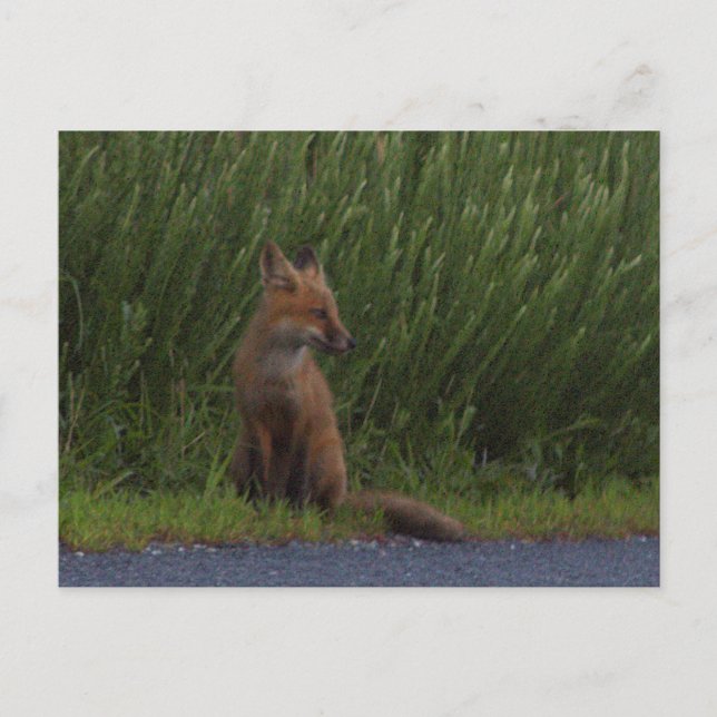 Fox Photo Postcard Helg Vykort (Framsida)