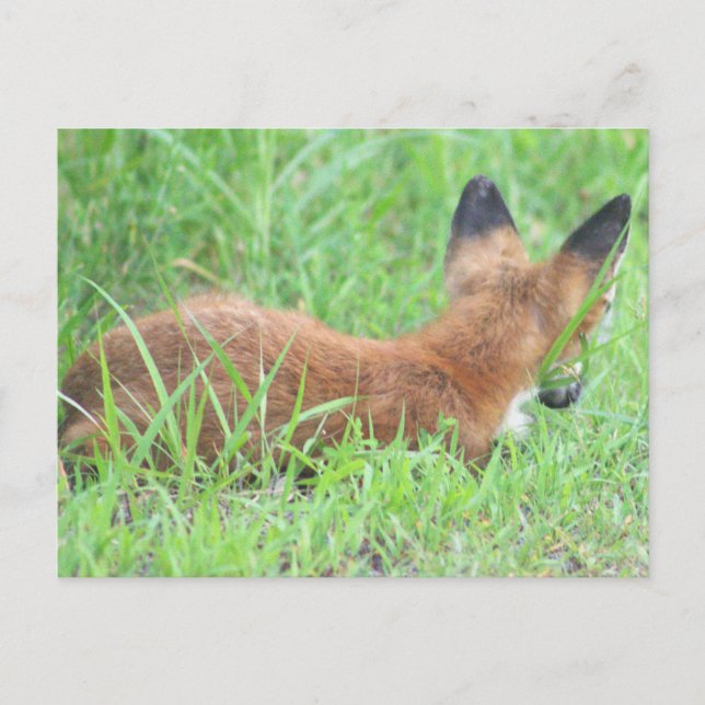 Fox Photo Postcard Helg Vykort (Framsida)
