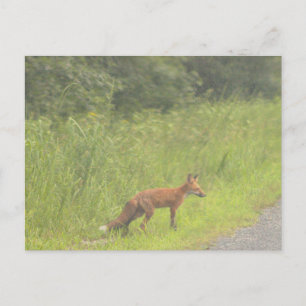 Fox Photo Postcard Helg Vykort