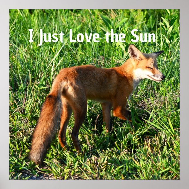 Fox Photo Poster (Framsidan)