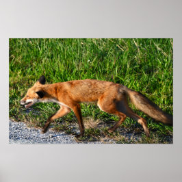 Fox Photo Poster