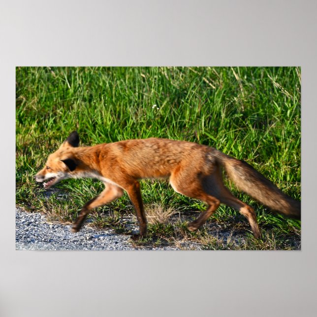 Fox Photo Poster (Framsidan)
