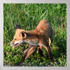 Fox Photo Poster