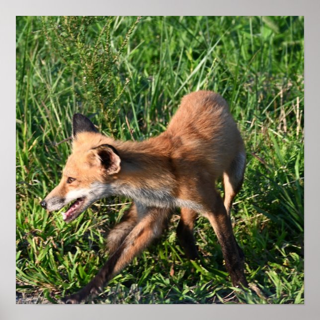 Fox Photo Poster (Framsidan)