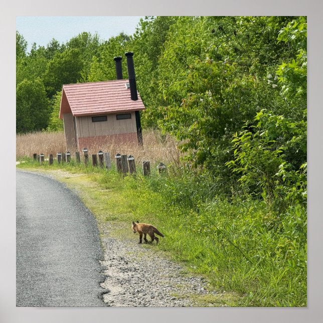 Fox Photo Poster (Framsidan)