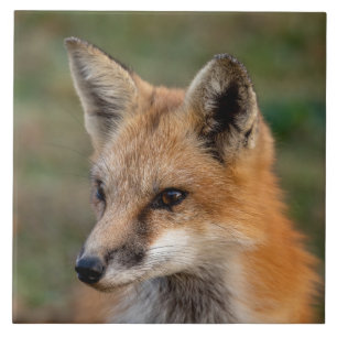 Fox Porträtt Kakelplatta