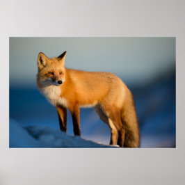 FOX POSTER
