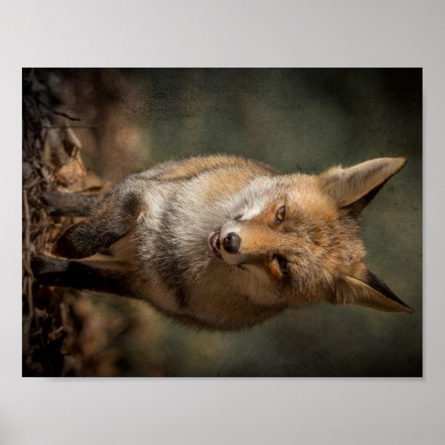 Fox Poster (Framsidan)