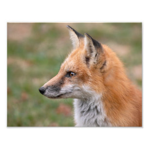 Fox-profil Fototryck