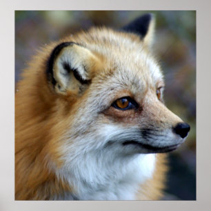 Fox-profil Poster