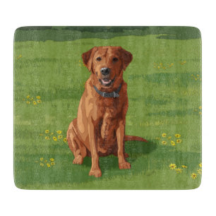 Fox Red Gult Labrador Retriever Hund