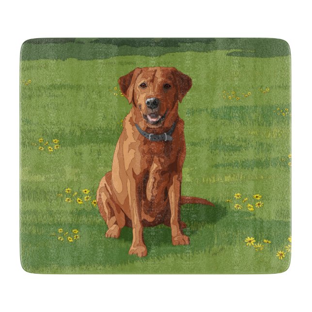 Fox Red Gult Labrador Retriever Hund (Framsidan)