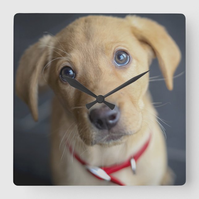 Fox Red Labour Puppy Fyrkantig Klocka (Framsida)