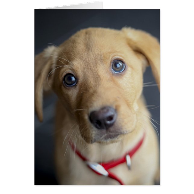 Fox Red Labour Puppy Hälsningskort (Framsidan)