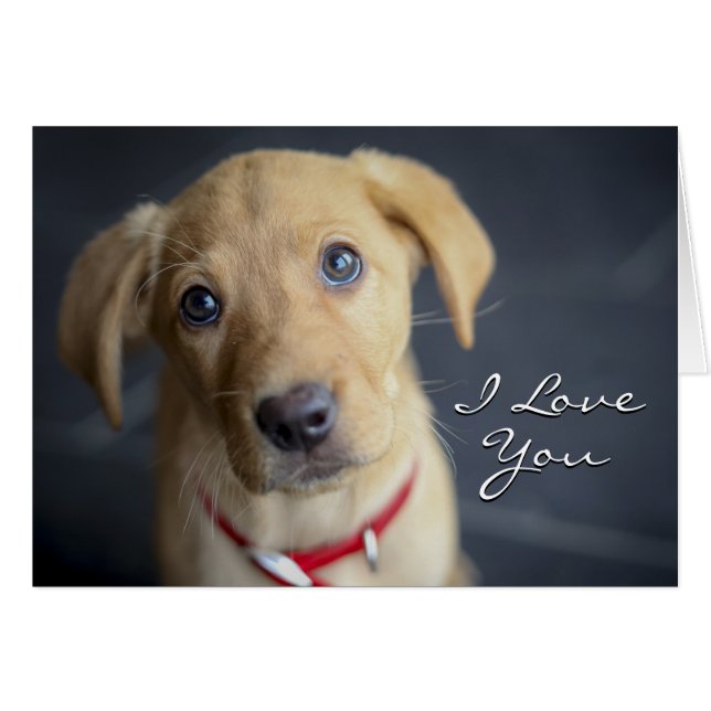 Fox Red Labour Puppy Hälsningskort (Framsidan Horizontal)