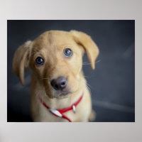 Fox Red Labour Puppy