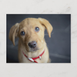 Fox Red Labour Puppy Vykort
